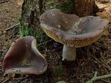 Russula queletii image