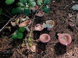 Russula queletii image
