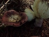 Russula queletii image