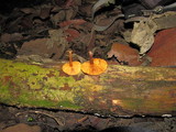Gymnopilus subpurpuratus image
