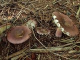 Russula queletii image