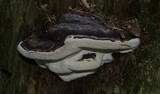 Fomitopsis ochracea image