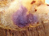 Hapalopilus croceus image