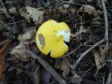 Russula claroflava image