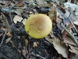 Cortinarius luteus image