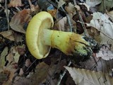 Cortinarius luteus image