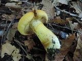 Cortinarius luteus image