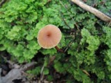 Laccaria longipes image