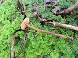 Laccaria longipes image