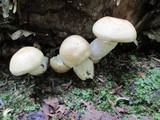 Hypsizygus marmoreus image