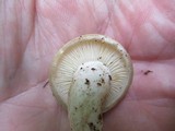Hypsizygus marmoreus image