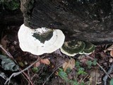 Trametes gibbosa image