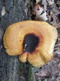 Royoporus badius image