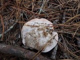 Hydnellum aurantiacum image