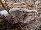 Hydnellum aurantiacum image