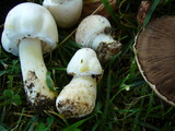 Agaricus californicus image