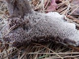 Hydnellum aurantiacum image
