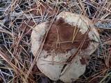 Hydnellum aurantiacum image