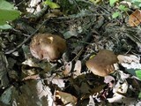 Aureoboletus innixus image