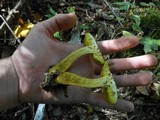 Aureoboletus innixus image