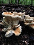Bondarzewia berkeleyi image