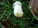 Agaricus californicus image