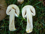 Agaricus californicus image