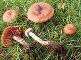 Cortinarius hinnuleus image