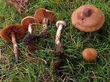 Cortinarius hinnuleus image