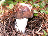Russula graveolens image