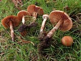 Cortinarius hinnuleus image