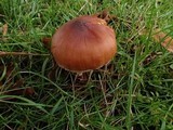 Cortinarius hinnuleus image