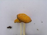 Pluteus aurantiorugosus image