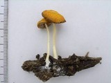 Pluteus aurantiorugosus image