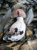 Cortinarius torvus image