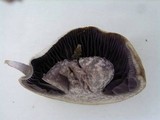 Cortinarius torvus image