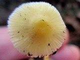 Mycena crocea image