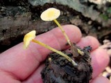 Mycena crocea image
