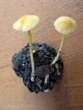 Mycena crocea image