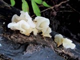 Ductifera pululahuana image
