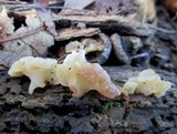 Ductifera pululahuana image