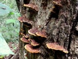 Phellinus gilvus image