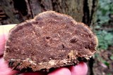 Phellinus gilvus image