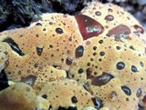 Inonotus dryadeus image