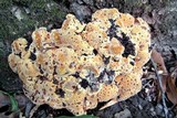 Inonotus dryadeus image