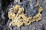 Inonotus dryadeus image