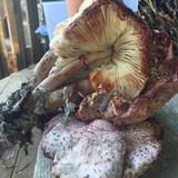 Leucoagaricus americanus image