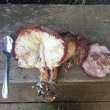 Leucoagaricus americanus image