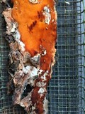 Ceriporia spissa image