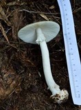 Amanita brunnescens image